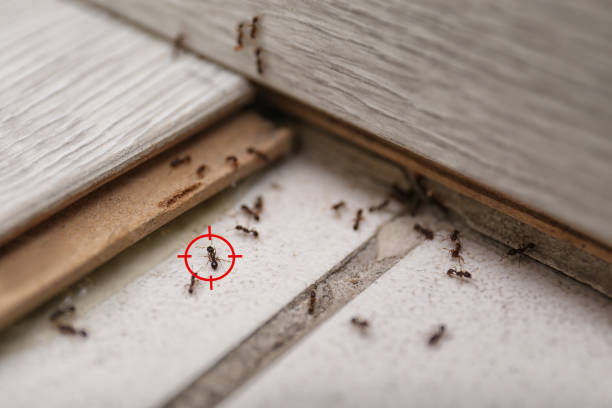 Best Pest Control Near Me  in Santaquin, UT